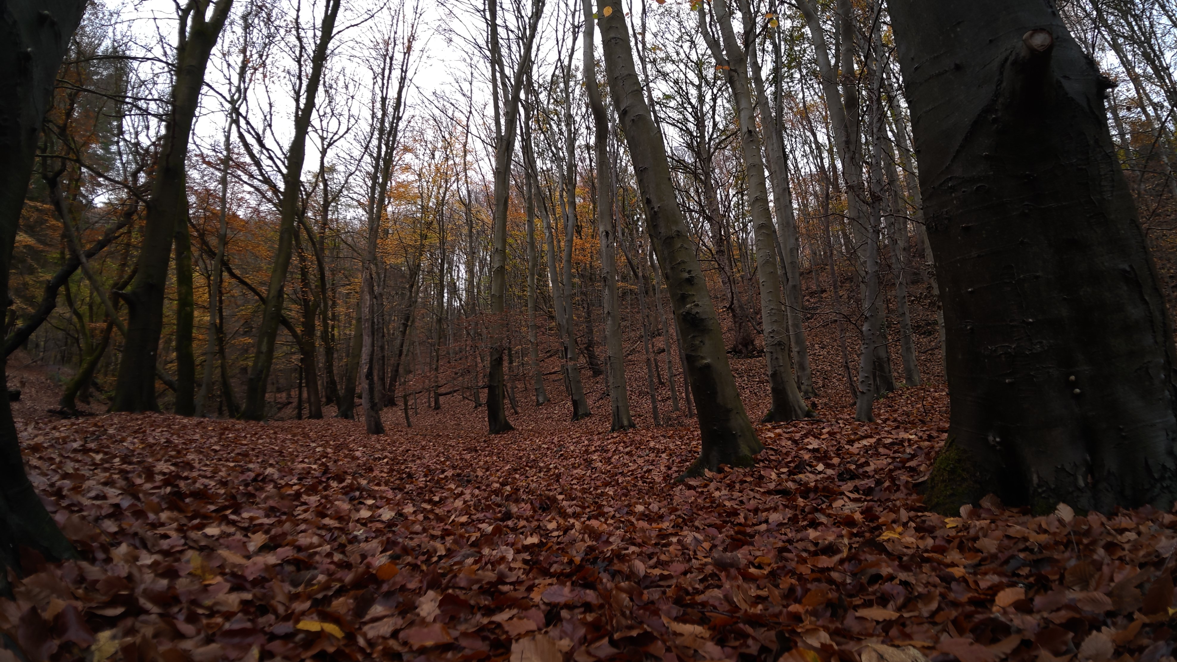 A woodland scene captured on the DJI Osmo Action 6 camera