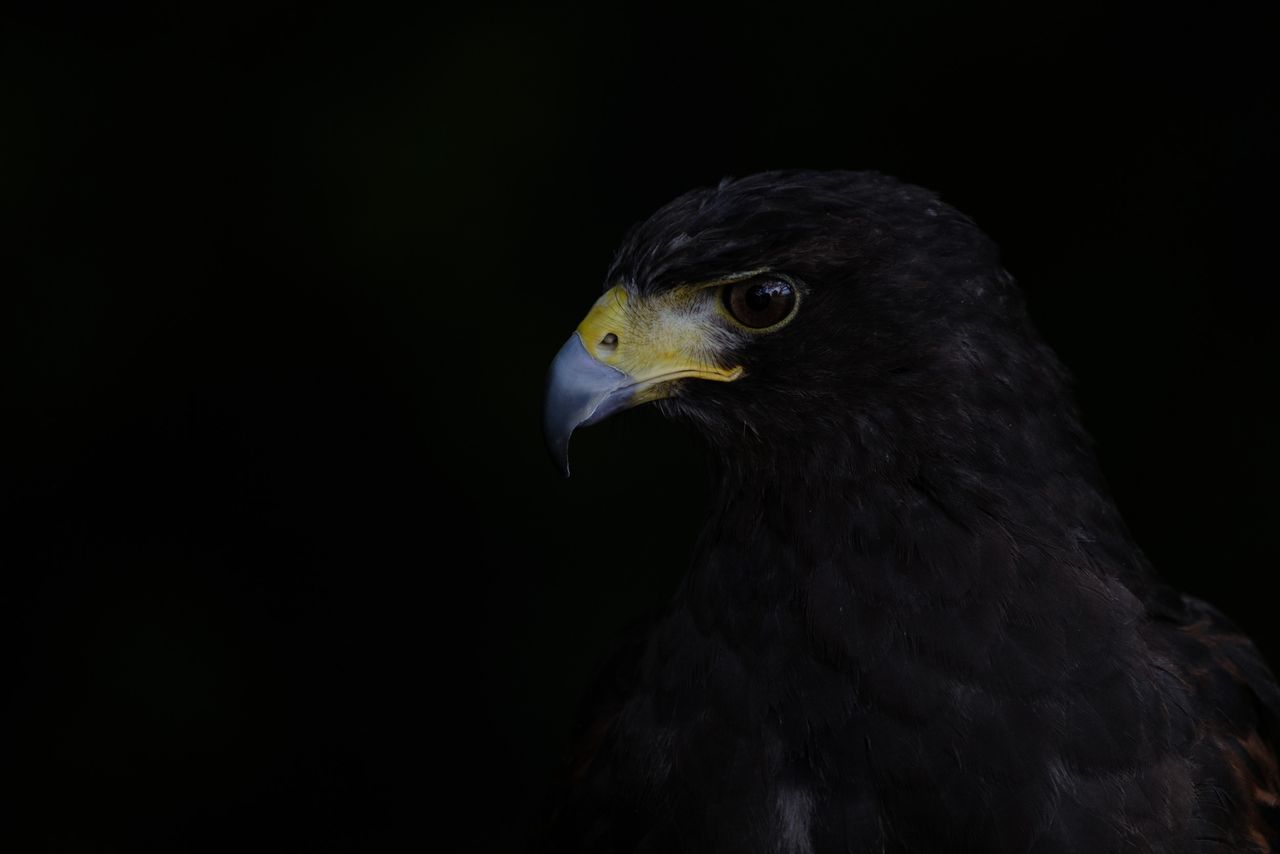 Bird of prey portrait on low key background