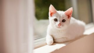 Kitten at windowsill