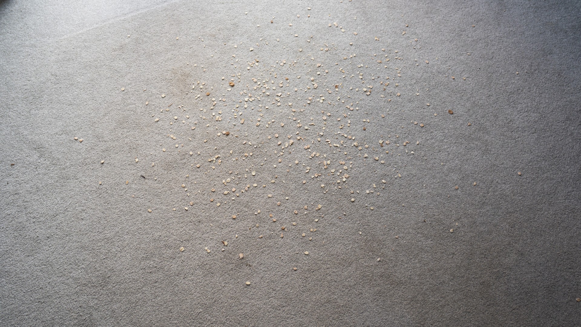Oats on carpet