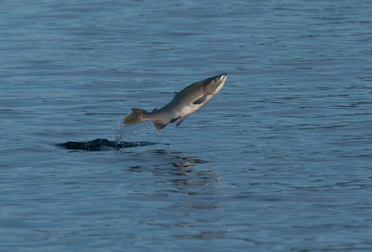 Pink Salmon jumping