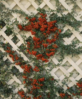 White trellis fence in a garden with a pyracantha growing up