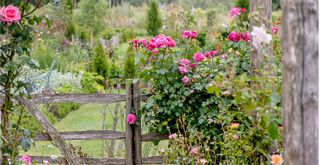 Country garden with a wooden fence surrounded by rambling rose bushes to support a guide on hoe to keep rose flowering for longer