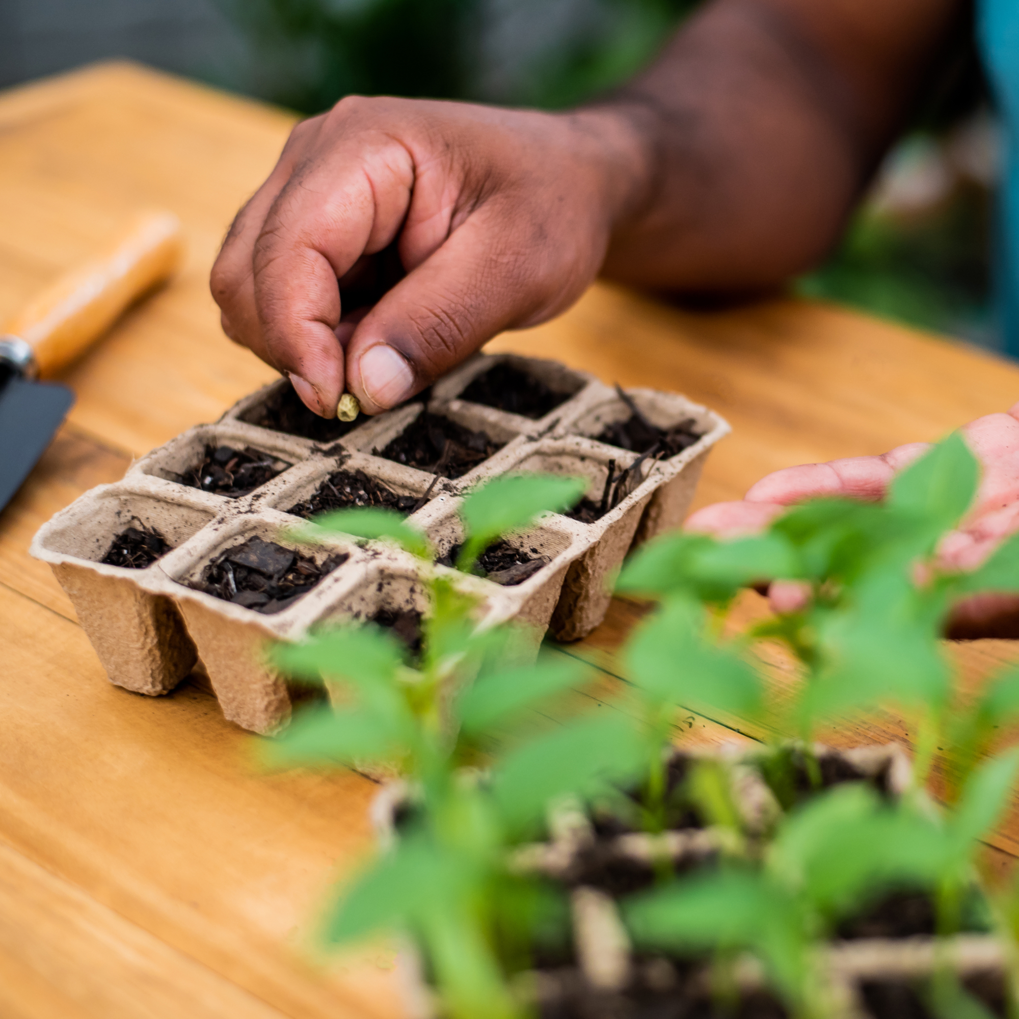 man planting seeds in tray