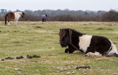 Flygrazing.jpg