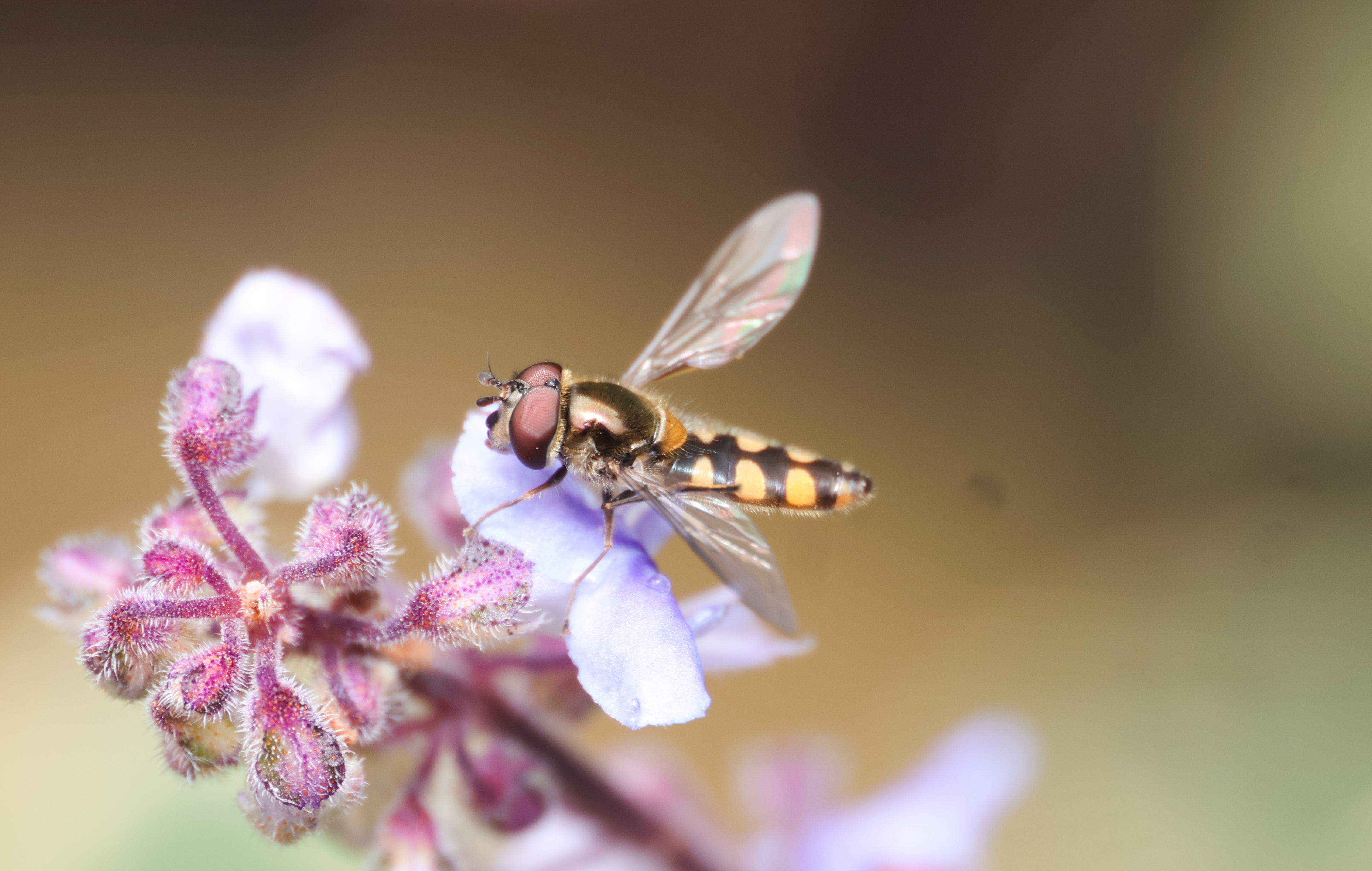 a close-up of a hoverfly on a flower