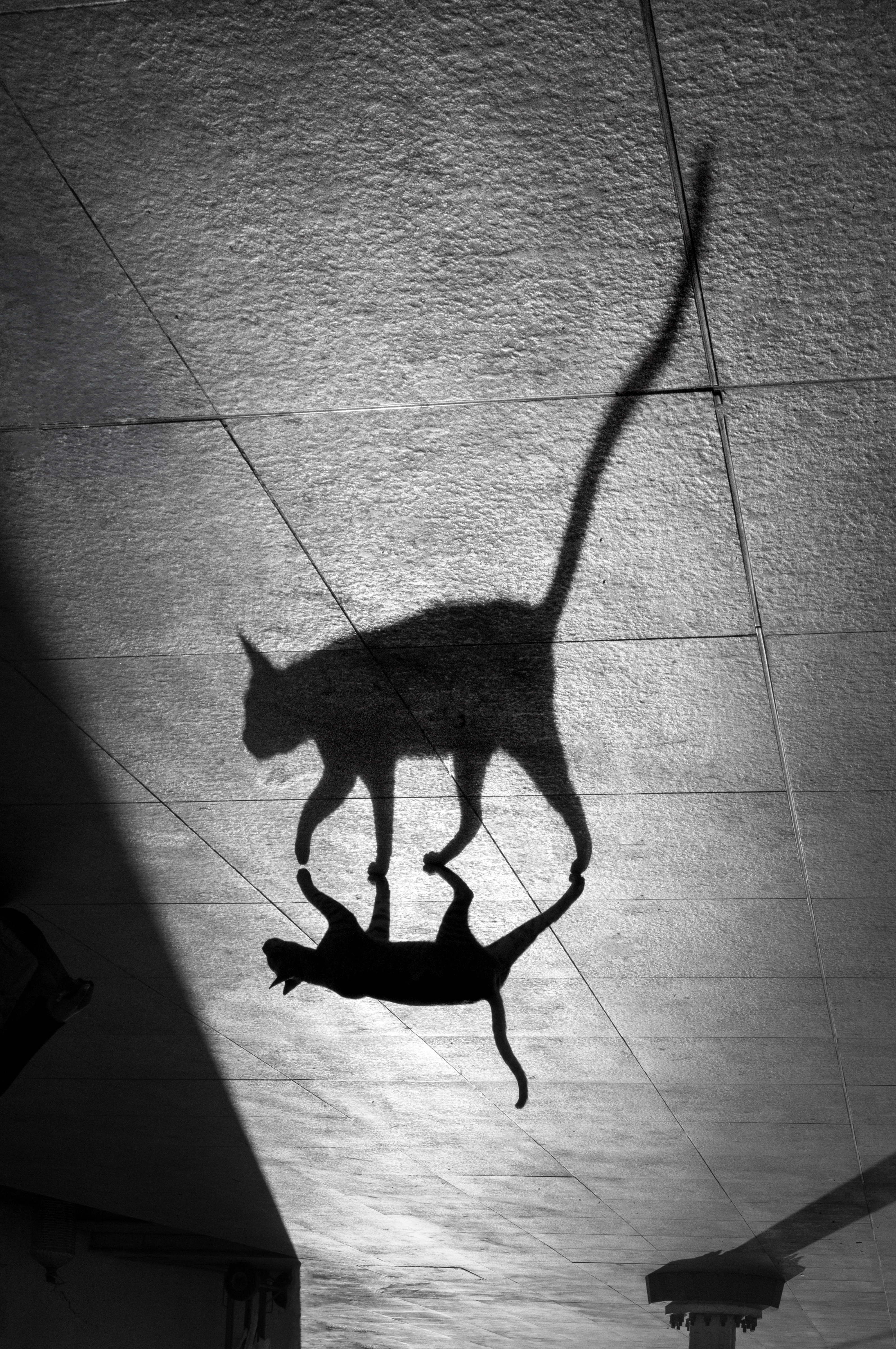 A photograph by Alan Schaller, founder of Irys