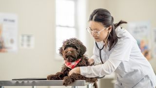 Vet listening to puppy's heart