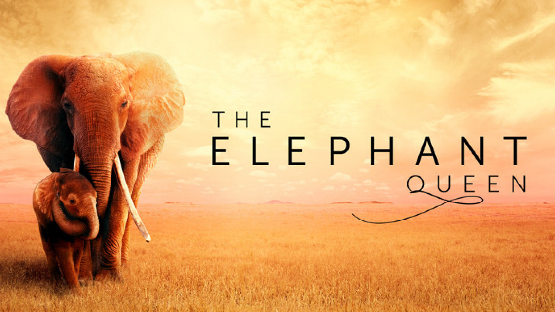 A poster for The Elephant Queen