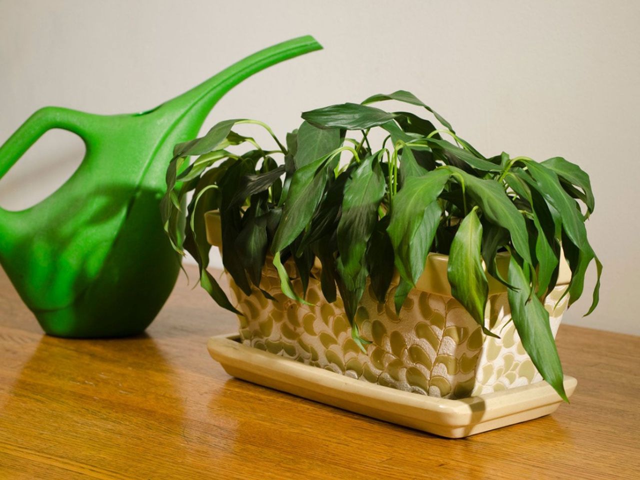 Indoor Potted Plant Next To Green Watering Can