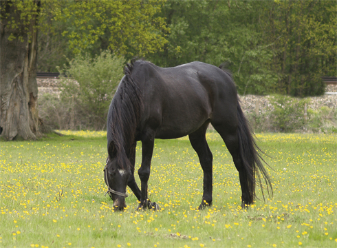 Veteran grazing