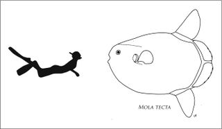 This illustration shows the relative size of a human diver and a 7.9-foot (2.4 m) long M. tecta.