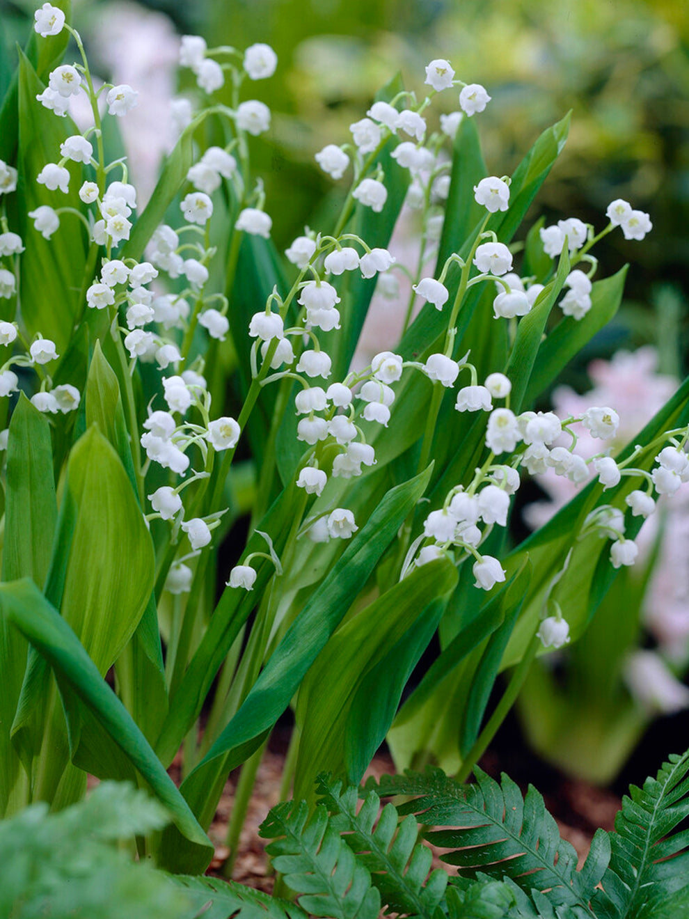 Convallaria Majalis (lily of the Valley)