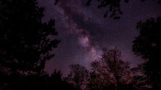 The Milky Way framed by trees