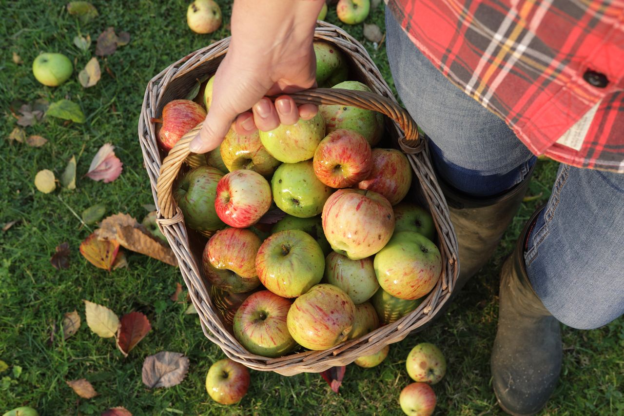 apples being carried in a basket 