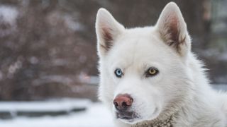 Siberian husky eyes