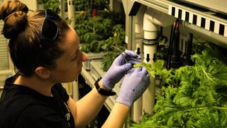 NASA scientist Jess Bunchek harvesting arugula grown in the German Aerospace Centre's EDEN ISS greenhouse in Antarctica, which tests technologies for Martian and lunar agriculture.
