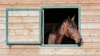 bay horse looking over stall door