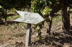 Celebrate Uruguay's Tannat Day on 14th April