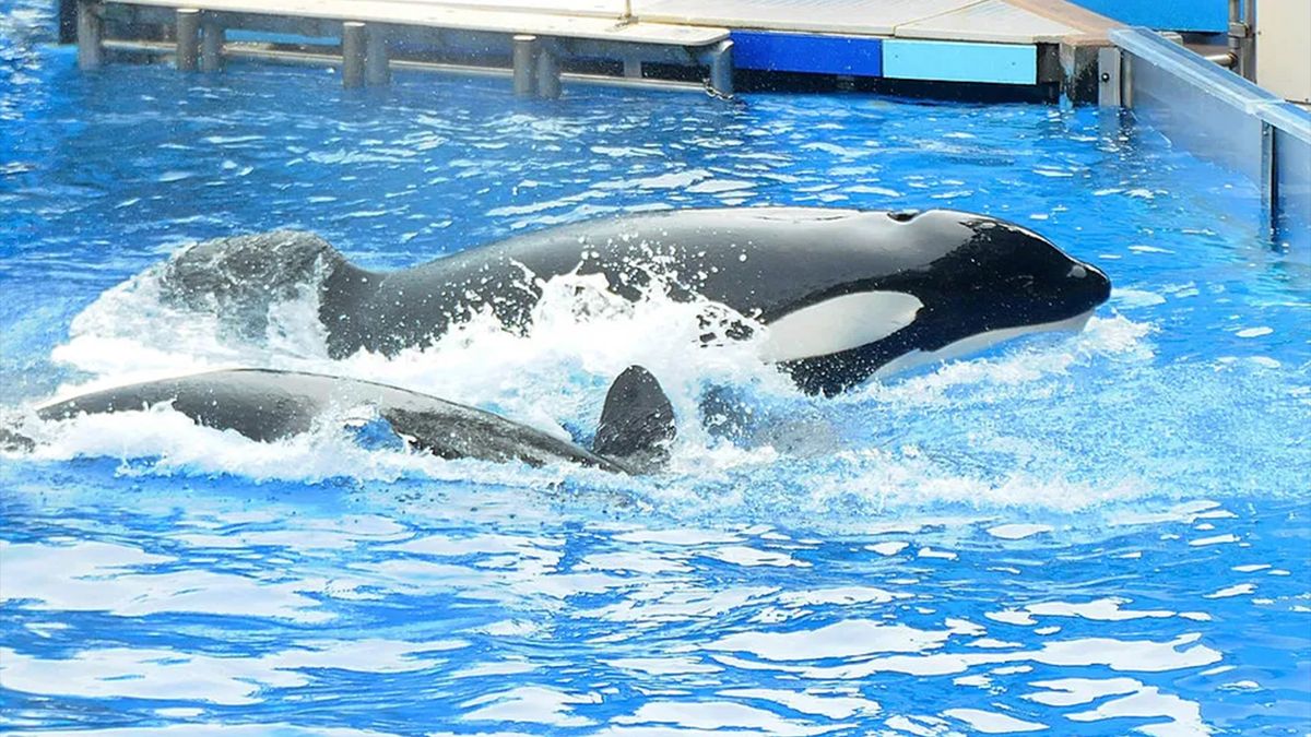 how-often-do-orcas-attack-humans-live-science