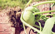 Storing Fresh Kohlrabi Plants