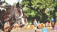 HHStockRidingLesson.jpg