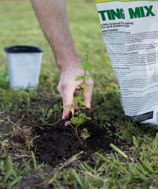 Image of an evergreen sapling being planted next to a bag of potting mix