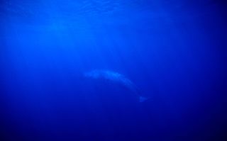 Balaenoptera physalus (fin whale) viewed underwater in the Ligurian Sea, 40 miles off the coast of Monaco. General restrictions apply; One-Time Use Only.