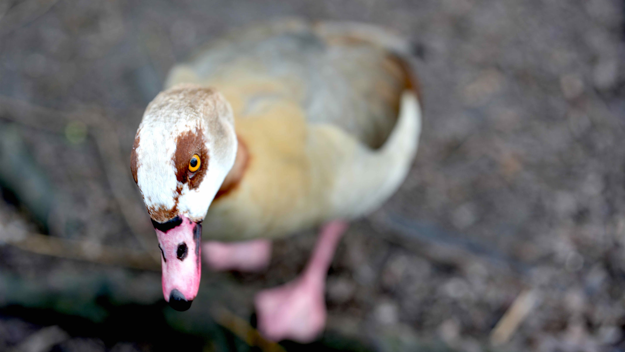 A duck with a pink bill standing on a log.