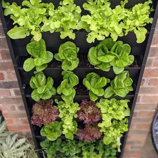 A vertical allotment of salad leaves against a wall