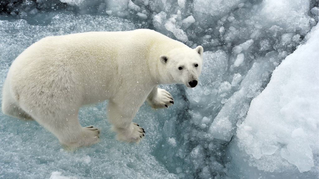 Polar bears The largest land carnivores Live Science