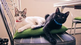 Two kitties each wearing a flea collar for cats