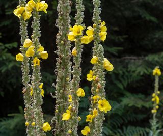 Verbascum, yellow flowers