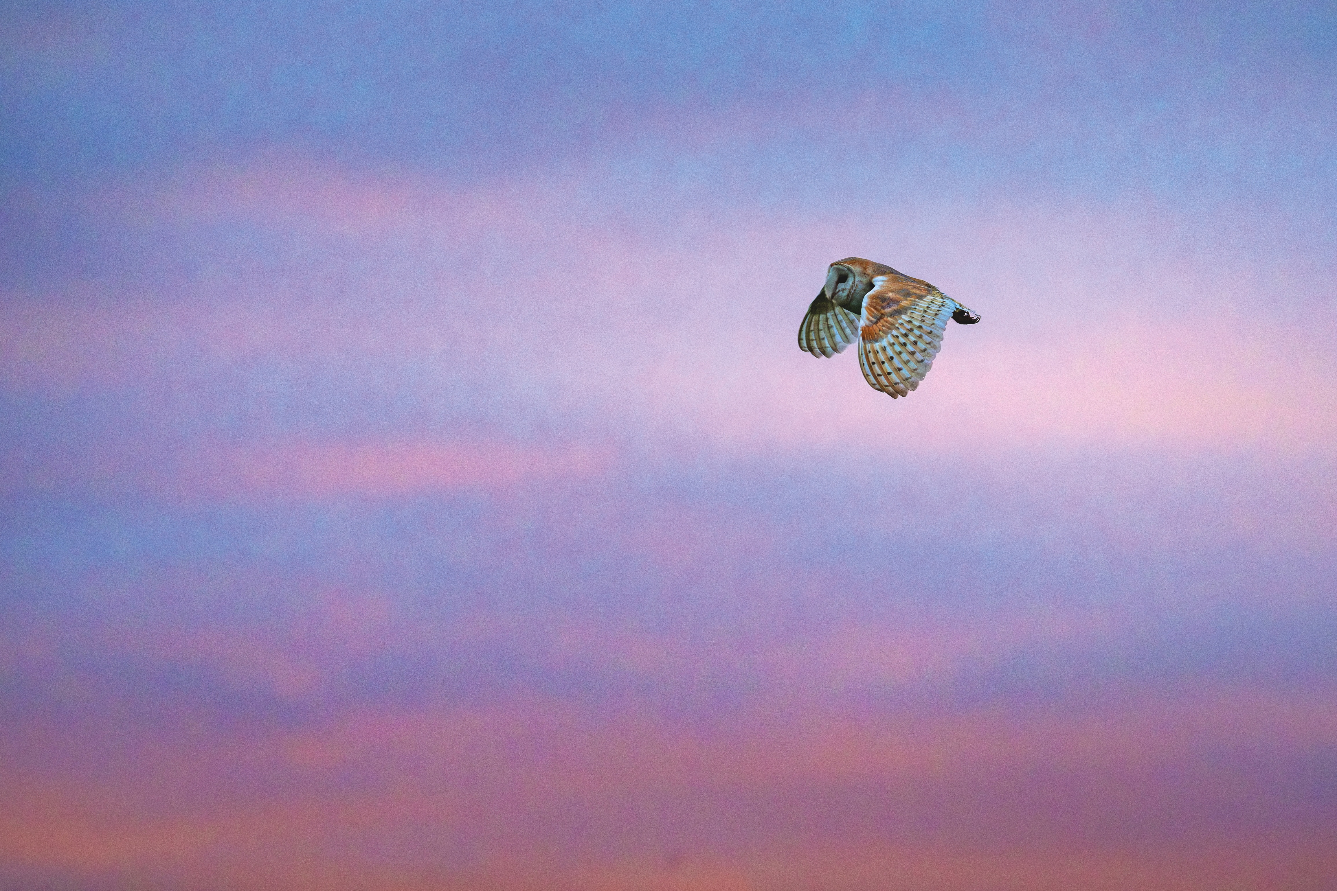 A barn owl flying in the dawn
