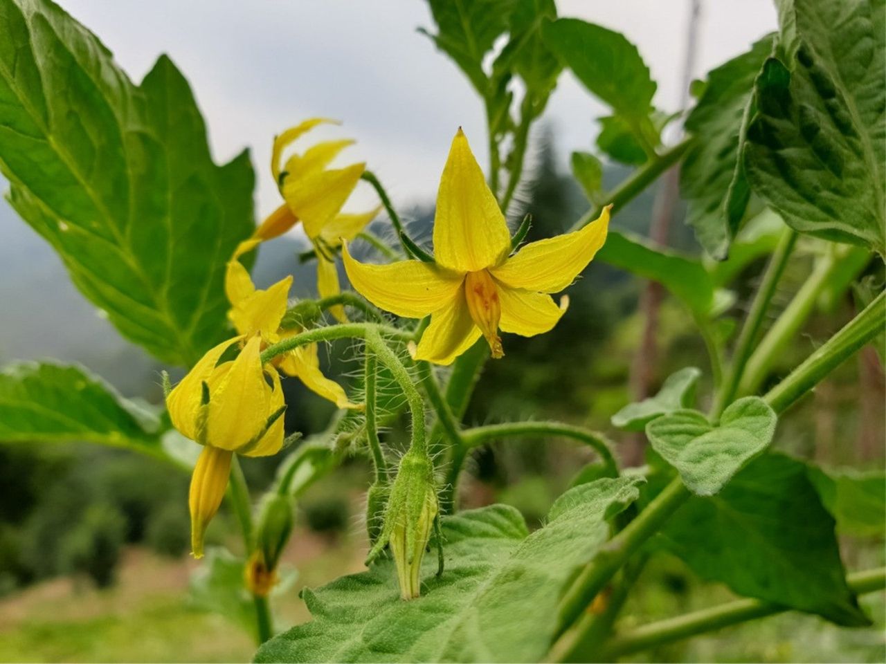 Closeup of tomato blossoms on a tomato plant