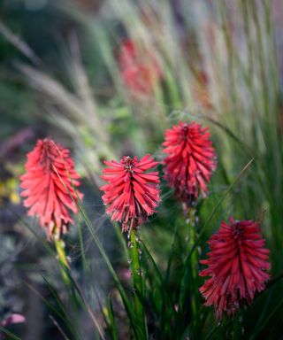 Kniphofia Poco Red,coral red flowers,
