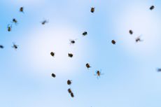 Spiders