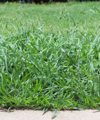 Crabgrass growing on a green lawn