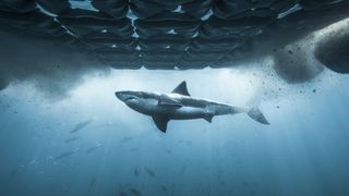 A great white shark swimming past chum island in Chum Island: Catching a Killer