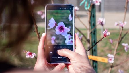 Taking a photo of peach blossoms with a Samsung Galaxy S26 Ultra