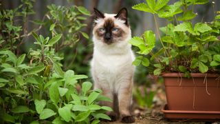 Largest cat breeds: Ragdoll cat standing outside in amongst potted herbs