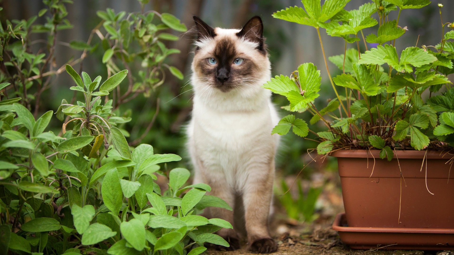 Chat Ragdoll debout à l'extérieur parmi les herbes en pot