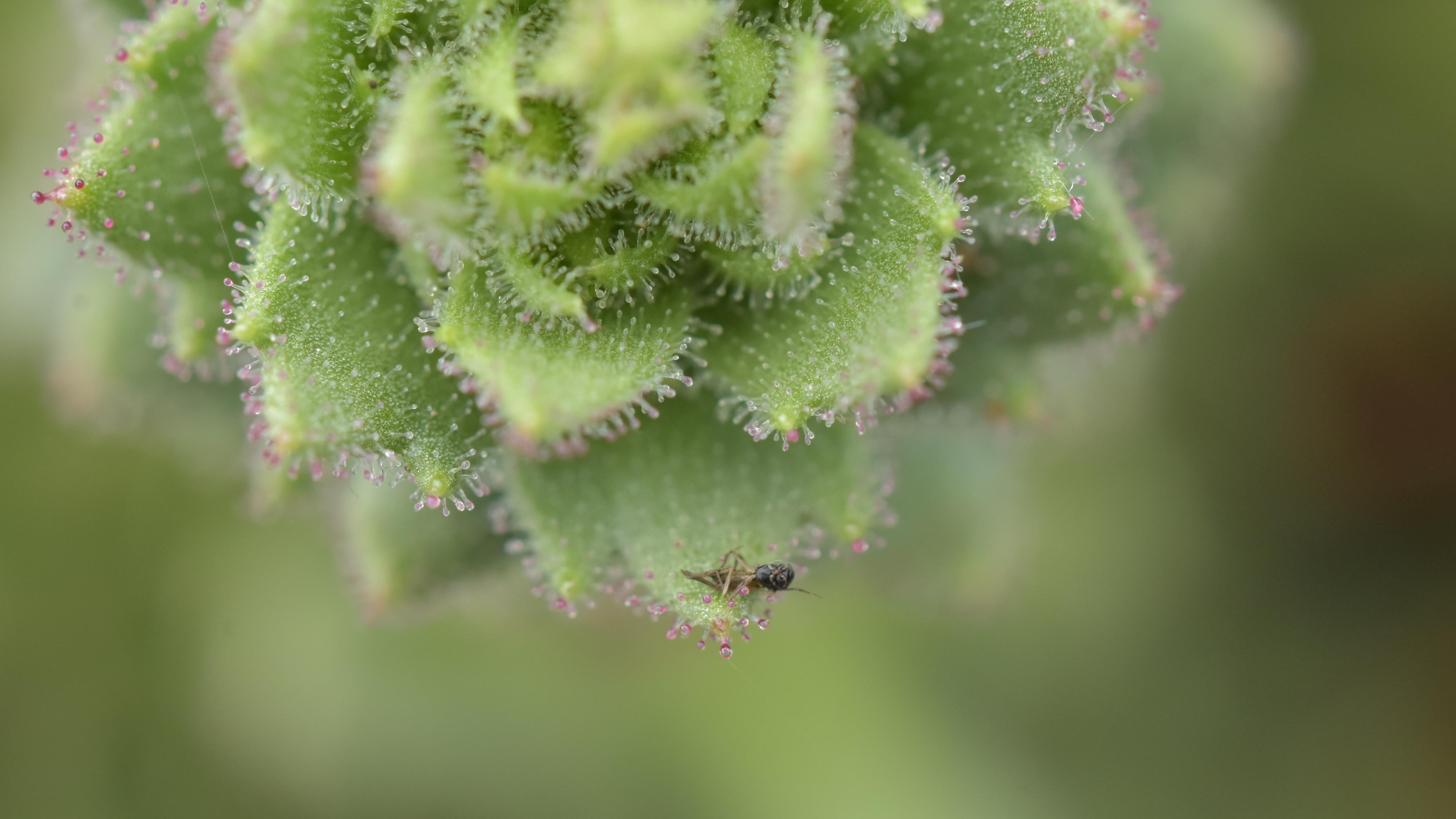 Close-up of a carnivorous plant with hairs. An insect is stuck on some of the hairs.