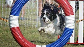 English Springer Spaniel doing agility jumps