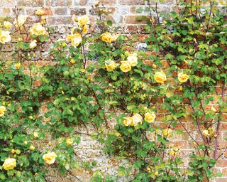 Yellow climbing rose trained to grow on old brick wall