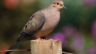 Mourning Dove