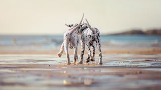 Two Dalmatian dogs on the beach