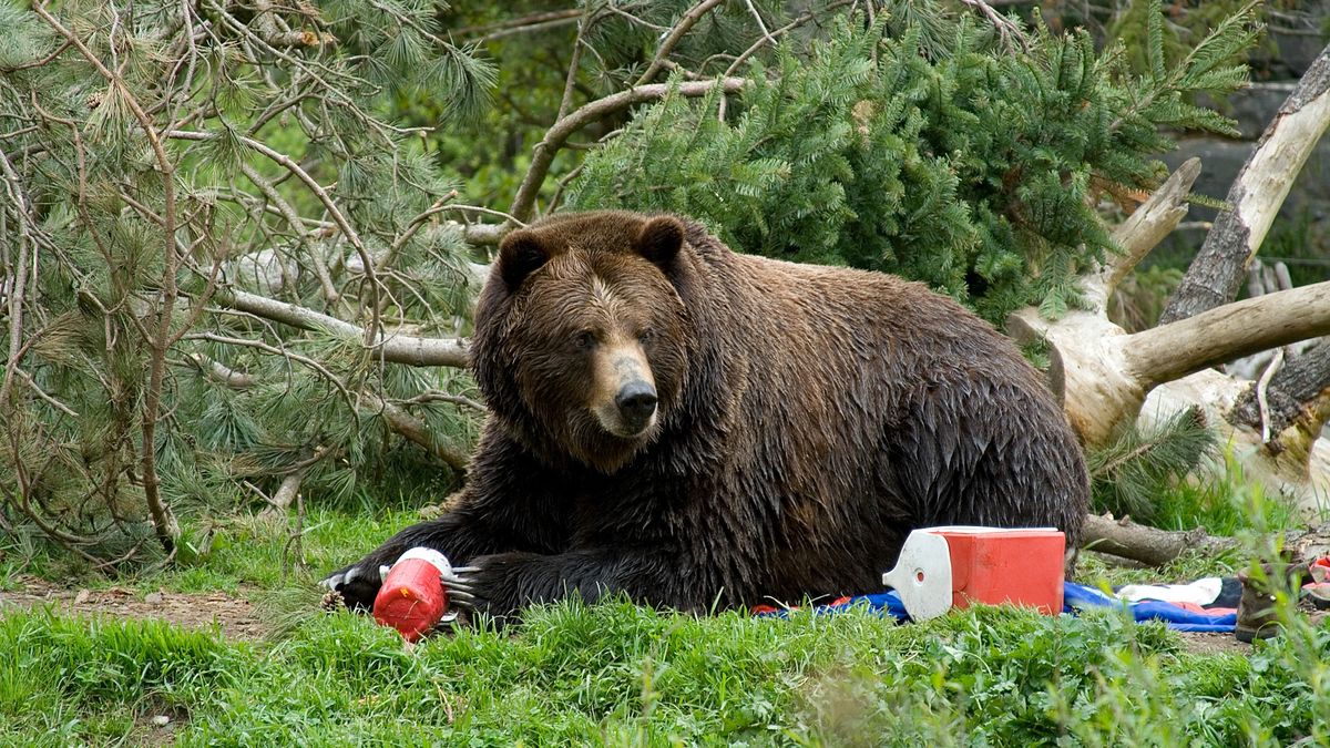 A bear eating campers food in a campsite