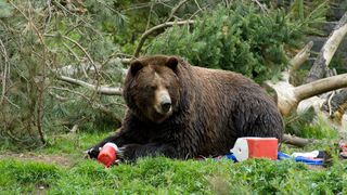 A bear eating campers' food in a campsite