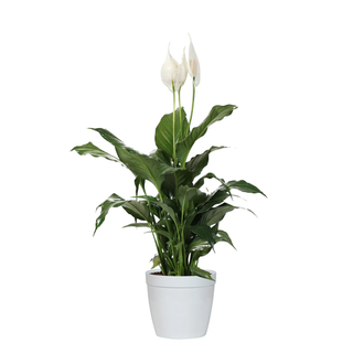 Peace Lily Plant